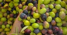 Producteur d'olives bio Saint Saturnin-lès-Apt Moulin à huile Jullien