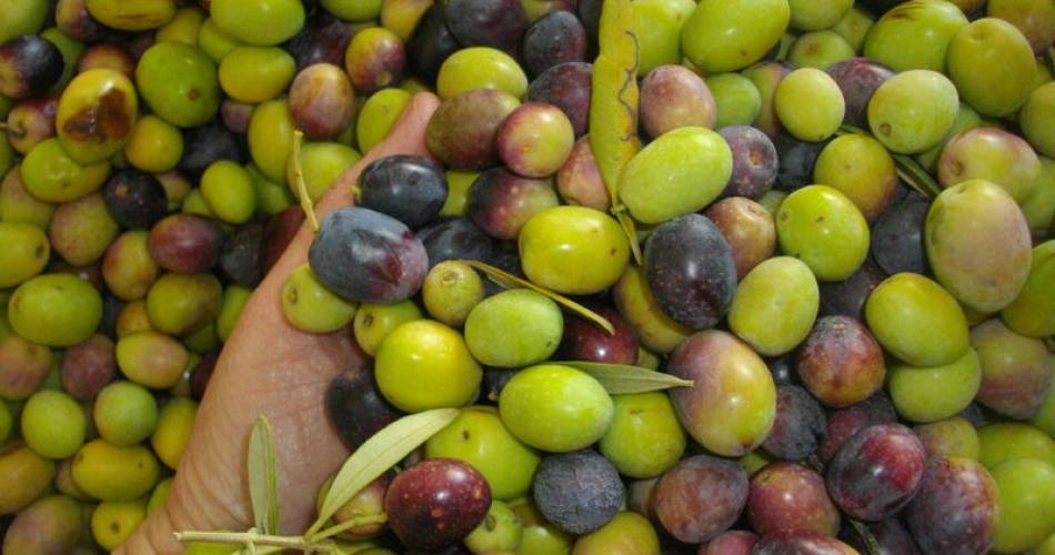 Producteur d'olives bio Saint Saturnin-lès-Apt Moulin à huile Jullien