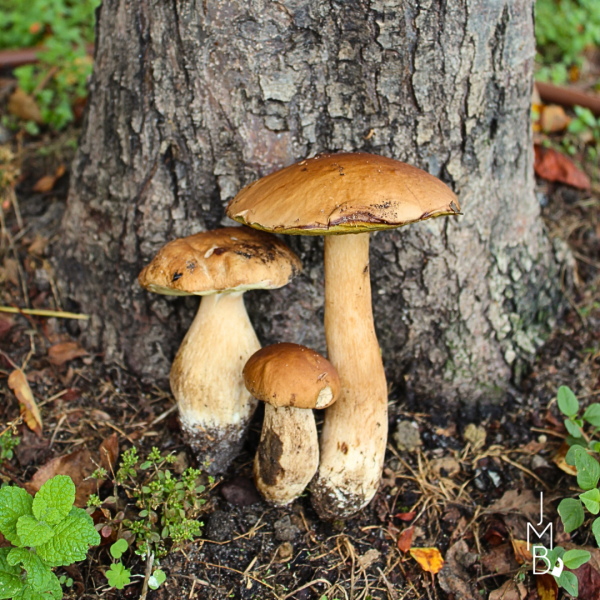 Les premiers cèpes de la saison sont arrivés chez JMB Traiteur !